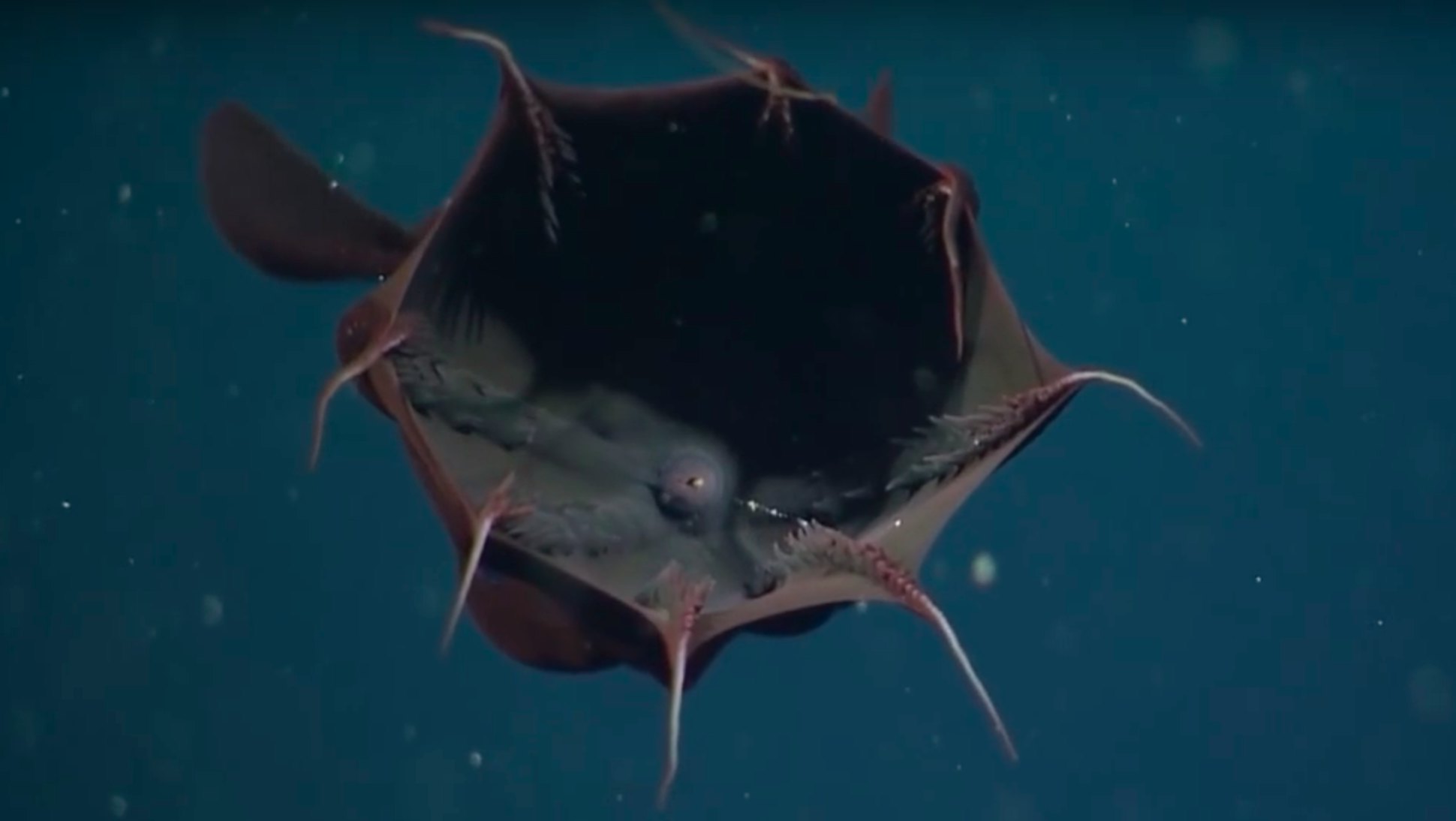15 Terrifying Things In The Ocean, Because 'Jaws' Has Nothing On These Scary  Sea Creatures