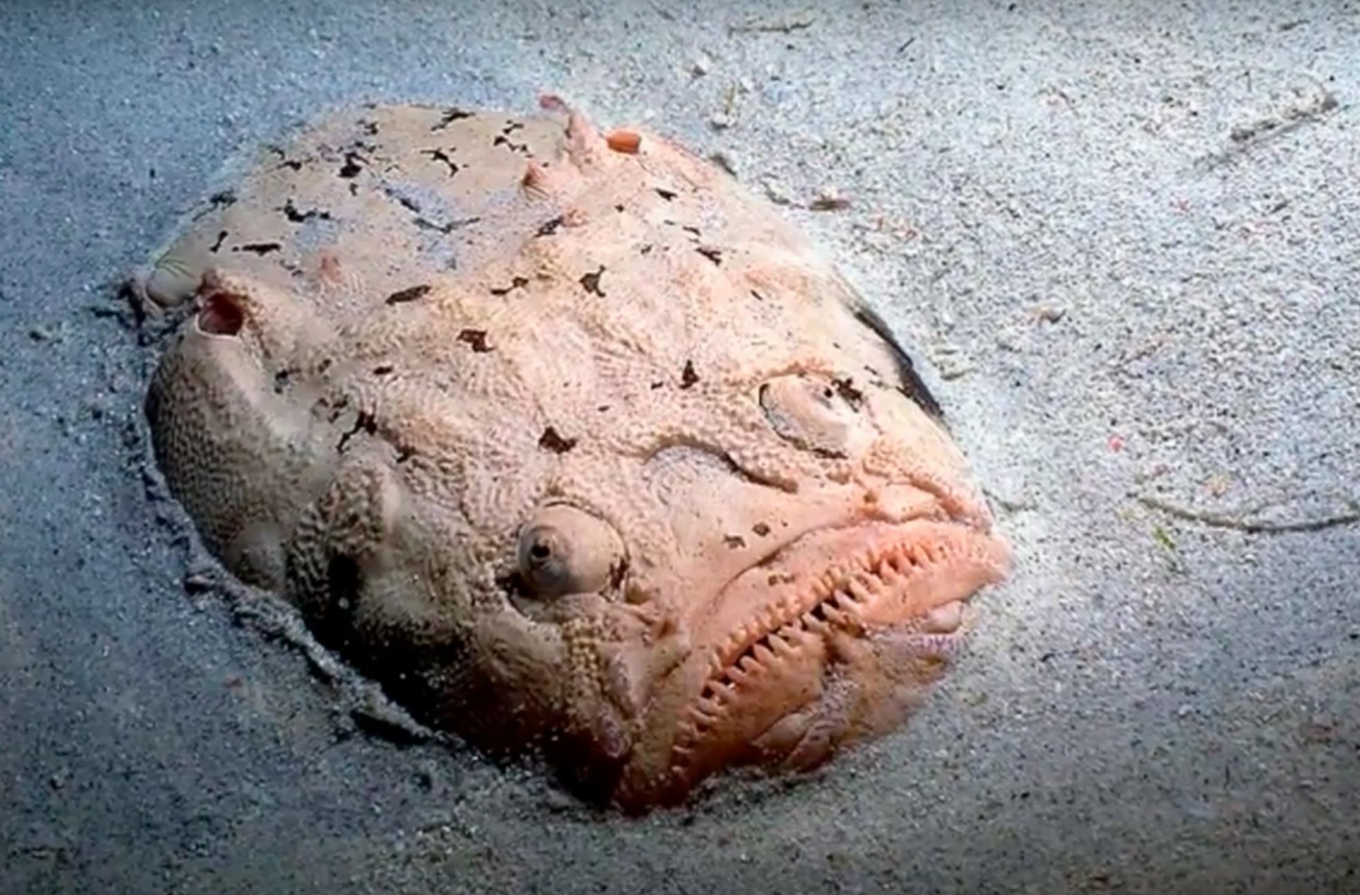 15 Terrifying Things In The Ocean, Because 'Jaws' Has Nothing On These ...