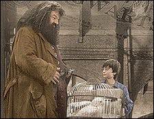 11 'Harry Potter And The Sorcerer's Stone Book-to-Movie Changes That ...