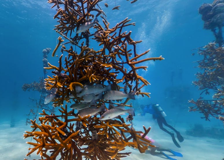 7 Google Maps Underwater Locations That Look So You'll Be