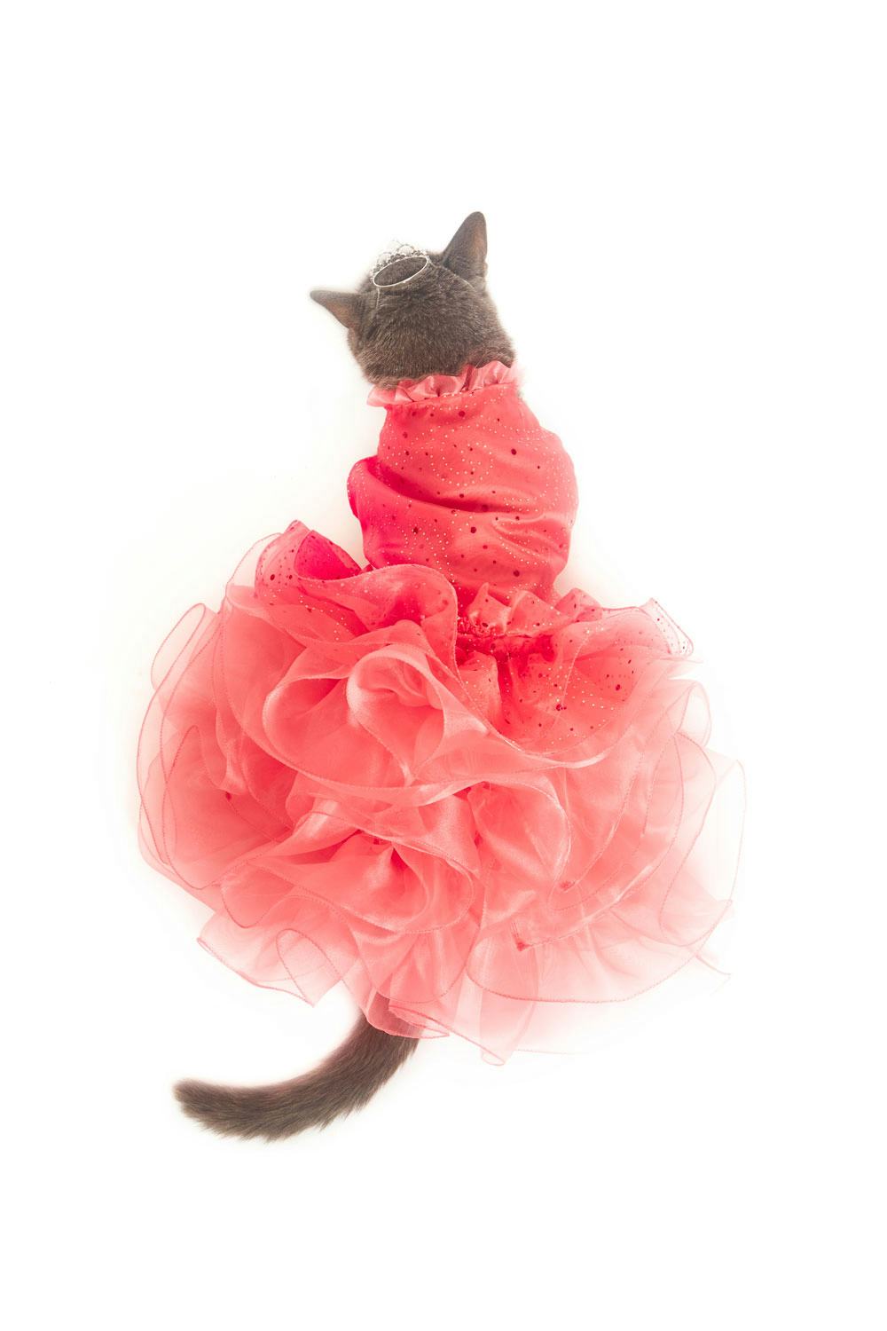 This Cat Quinceanera A Woman Threw Just Put All Of Your Teenage