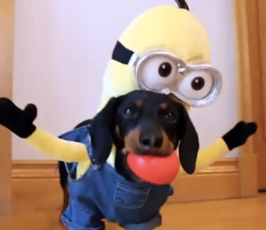 wiener dog minions