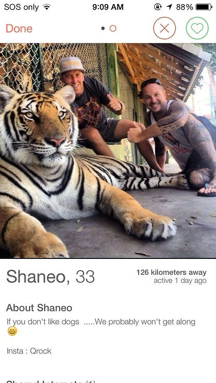 New York Bans Tiger Selfies, Dashing the Hopes and Dreams Of Tinder