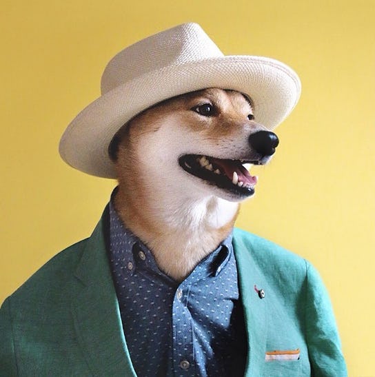 15 Fashionable Instagram Pets Who Live For A Good Street Style Moment