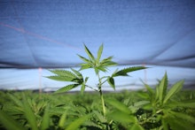 A field of marijuana that is protected by an overhead net