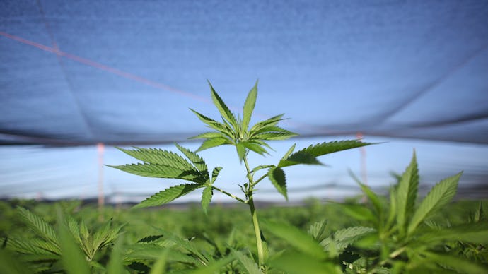 A field of marijuana that is protected by an overhead net