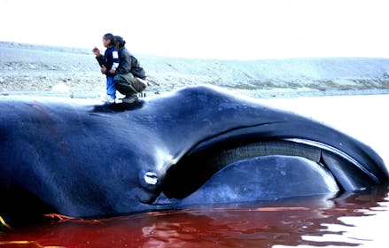 A person kneeling on top of a beached dead whale with the ocean in the background