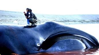 A person kneeling on top of a beached dead whale with the ocean in the background