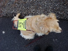 A seeing eye dog with a sign on its back saying "do not pet me I am working"