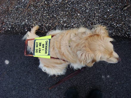 A seeing eye dog with a sign on its back saying "do not pet me I am working"