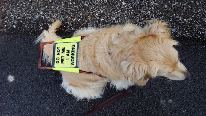 A seeing eye dog with a sign on its back saying "do not pet me I am working"