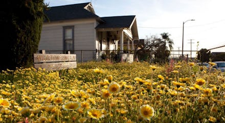 A wildflower field in front of a house in Los Angeles