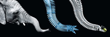 A robot skeleton of elephant's trunk