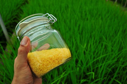 A hand holding a jar of Golden Rice which is rich in vitamin A