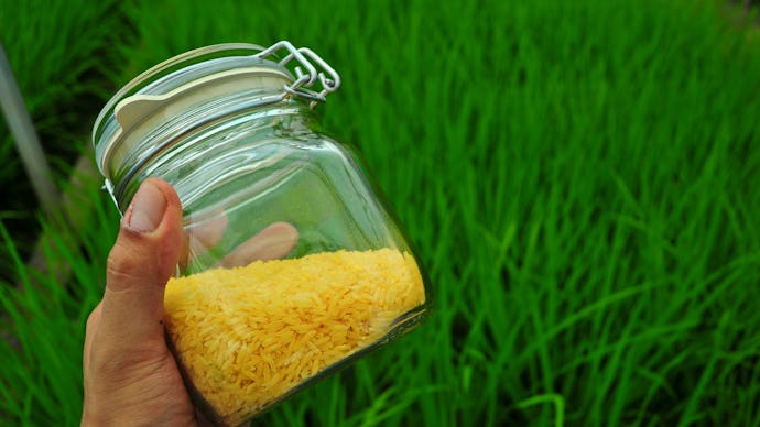A hand holding a jar of Golden Rice which is rich in vitamin A 