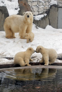 Polar bear with three baby polar bears