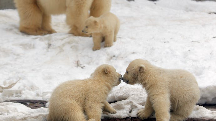 Polar bear with three baby polar bears