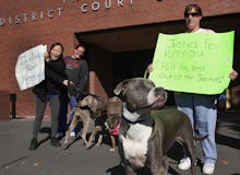 Three dog owners standing next to their aggressive looking dogs