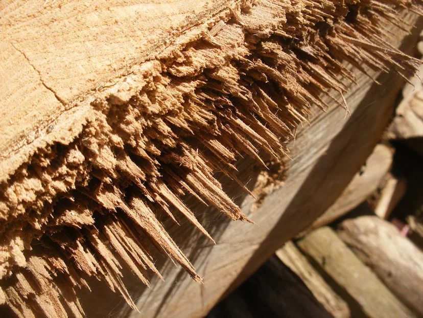 Splinter Example Can You Die From Getting a Splinter? Yes, but Here's Why It's Not Likely