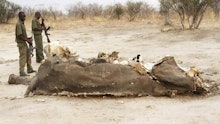 A dead poisoned elephant