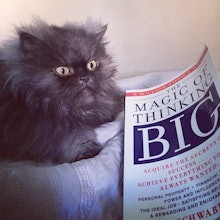 Colonel Meow, a Himalayan Persian cat who will long be remembered for his Guinness World Record-brea...