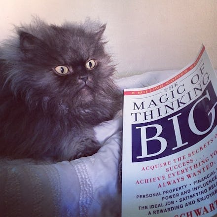 Colonel Meow, a Himalayan Persian cat who will long be remembered for his Guinness World Record-brea...