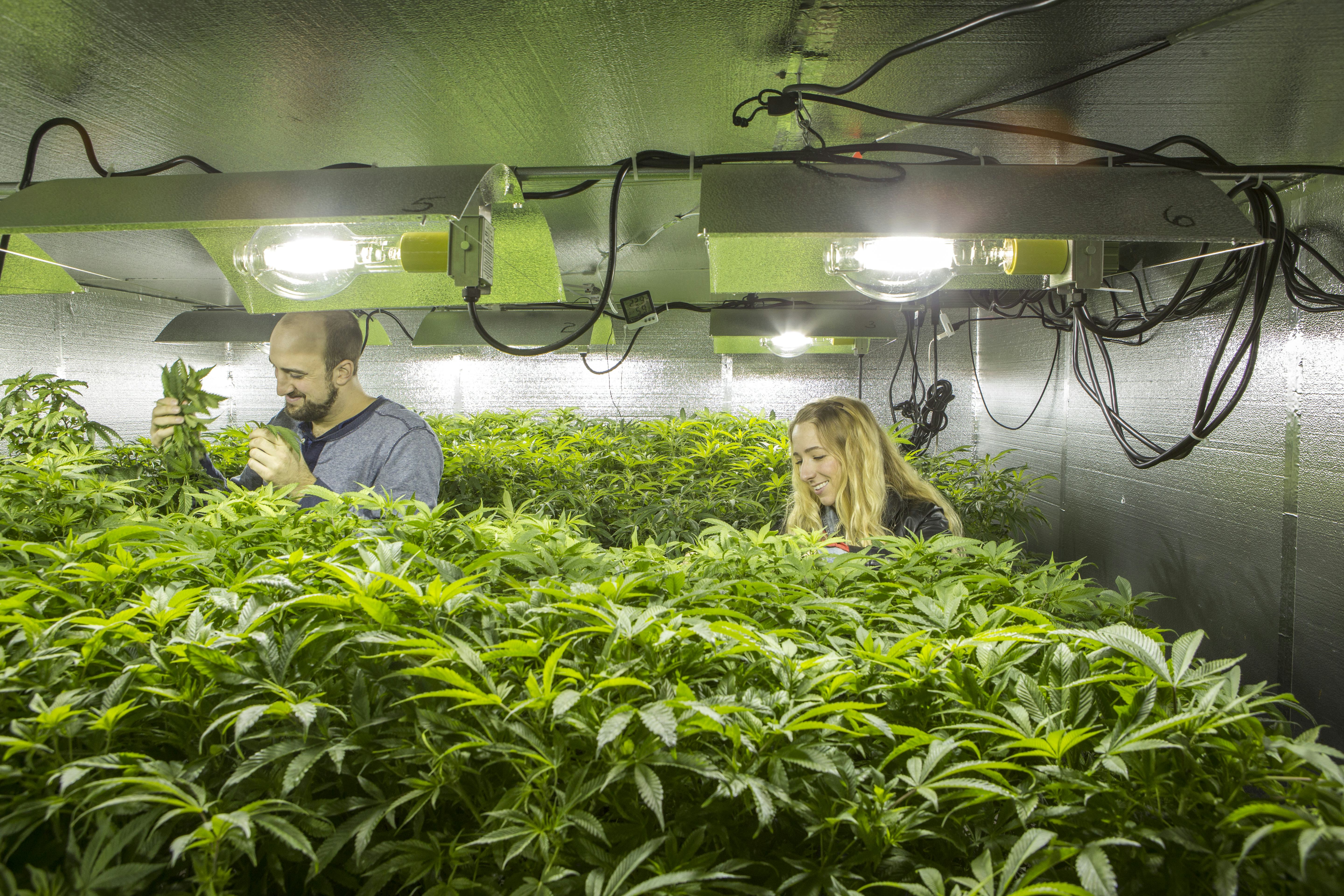 America's Budding Marijuana Industry Is About To Get A Big Influx Of Green