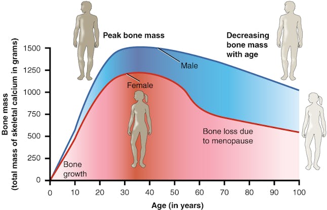 Do Men Have Estrogen Yes And It S Critical To Their Health