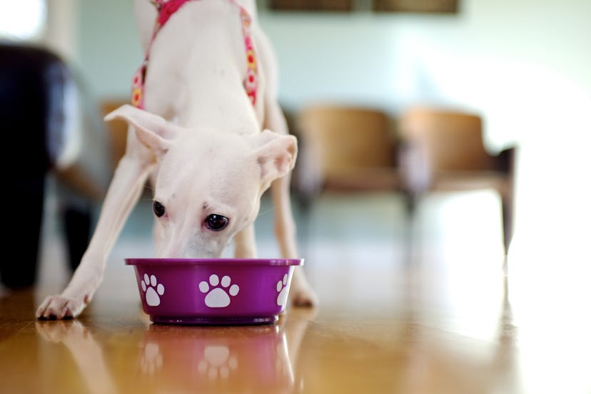 A dog eating from a bowl with the help of a cell phone that can feed your dog remotely