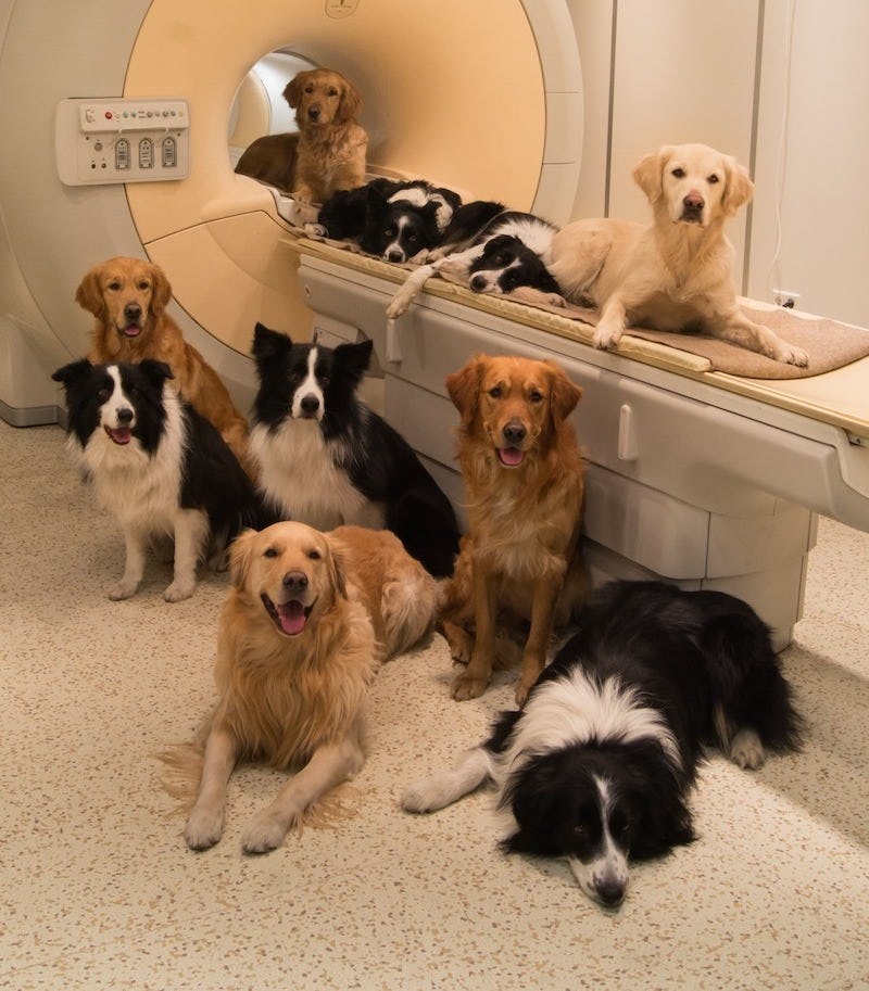 Brain scans reveal what dogs really 