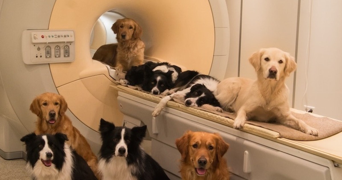 Brain Scans Reveal What Dogs Really Think Of Us