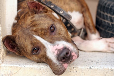 A brown and white pit bull lying on ground