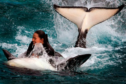 A still from the Blackfish Documentary showing a trainer and an orca at seaworld