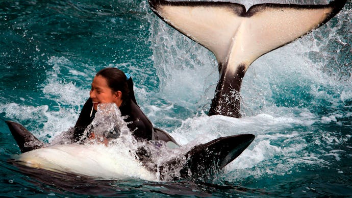 A still from the Blackfish Documentary showing a trainer and an orca at seaworld
