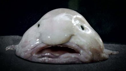 A blobfish