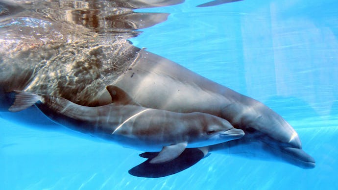 Two dolphins swimming in the water