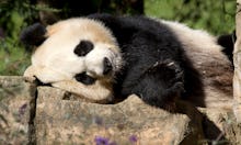 A Panda lying on its side on a large rock on Pandacam