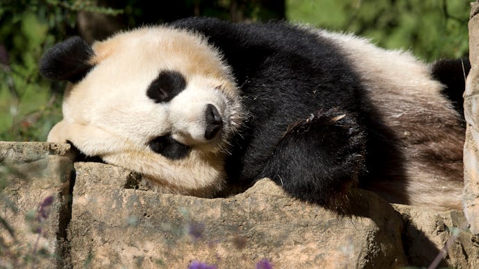 A Panda lying on its side on a large rock on Pandacam