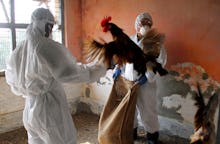 Two people in hazmat suits try to put a rooster into a bag fearing it might have h6n1