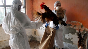 Two people in hazmat suits try to put a rooster into a bag fearing it might have h6n1