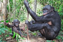 Chimp parent and child swinging in the forest 
