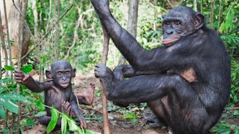 Chimp parent and child swinging in the forest 