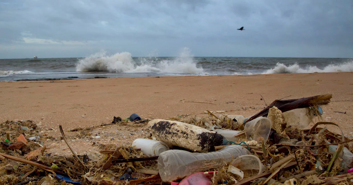 Saltwater Brewery Beer Company Is Saving Ocean Animals With Edible Six ...