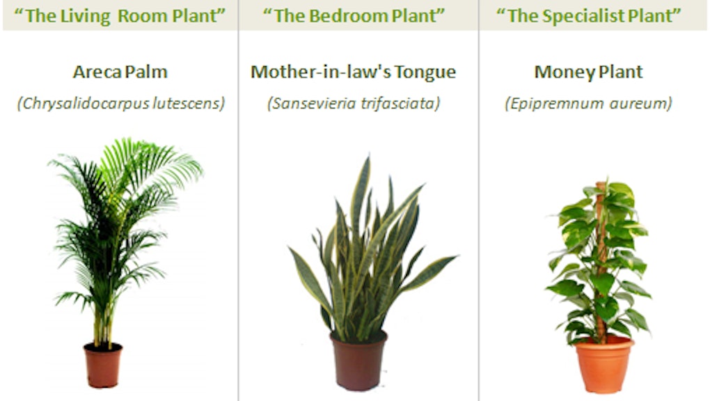 Thanks To 3 Miracle Plants You Can Now Grow Fresh Air In Your Own
