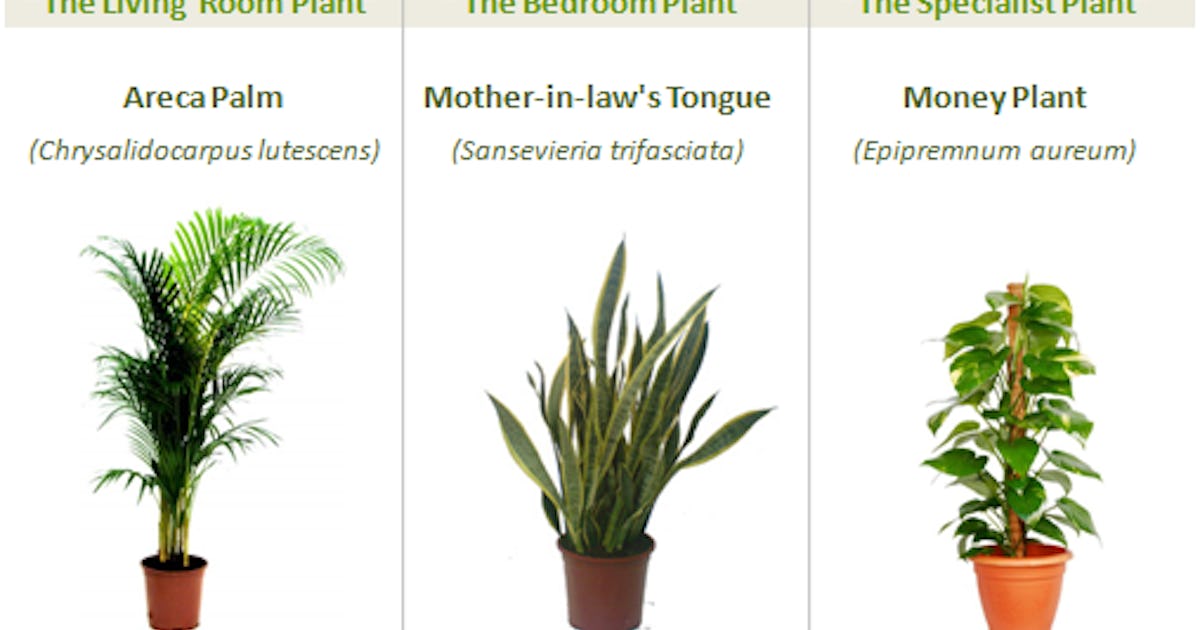 Thanks To 3 Miracle Plants You Can Now Grow Fresh Air In Your Own Home