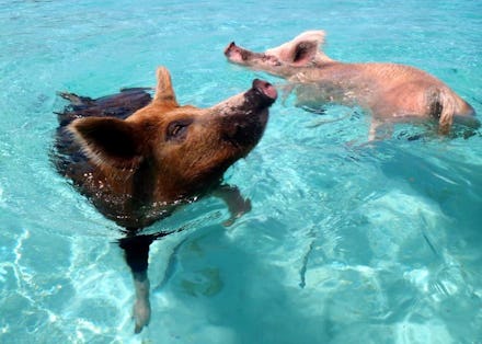 A bay in the Bahamas with pigs swimming in the ocean