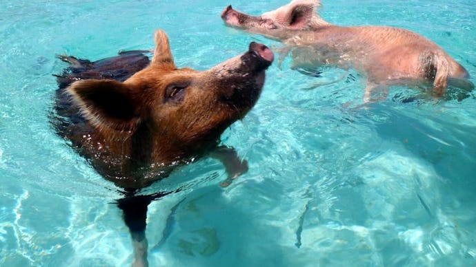 A bay in the Bahamas with pigs swimming in the ocean
