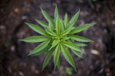 A marijuana plant viewed from above, with dirt encircling it