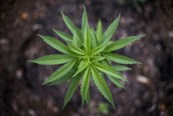 A marijuana plant viewed from above, with dirt encircling it