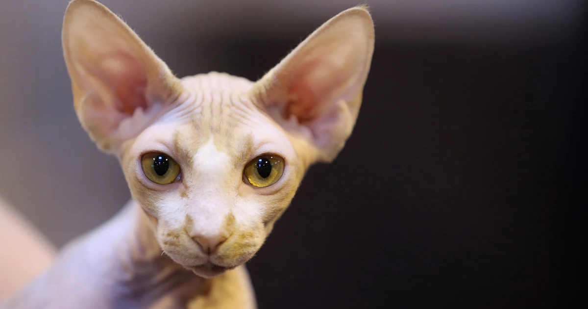 If You Hate Cats You Re Not Alone And There S A Real Explanation As To Why